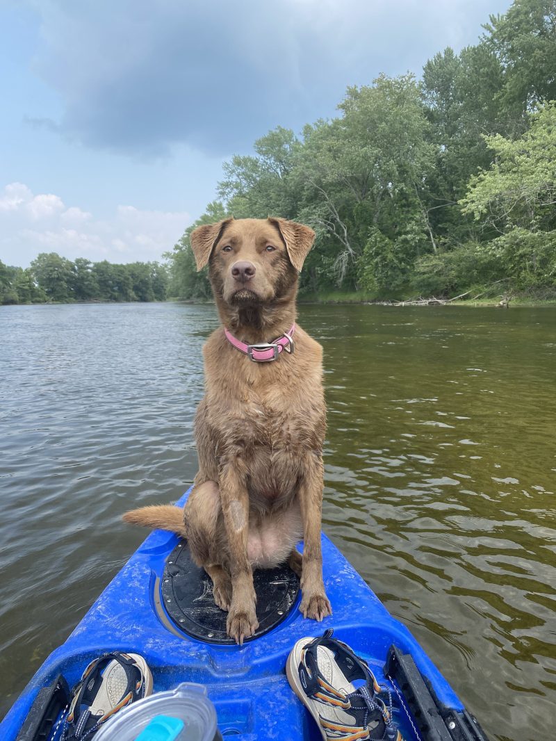 Brown dog with pink collar sitting on a blue kayak on a river.